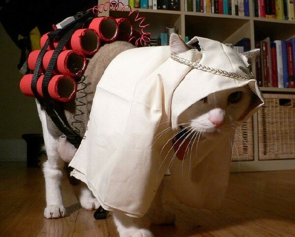 Terrorist Kitty FAIL